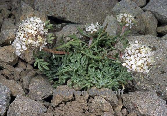 ipomopsis congesta ssp montana 3 graphic